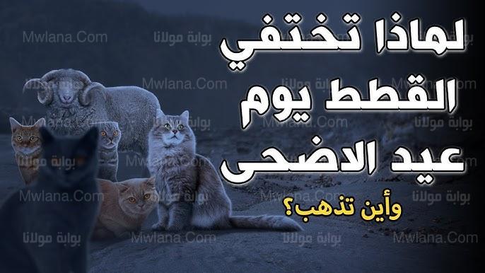 أين تذهب القطط في عيد الأضحى؟.. الإجابات ستصدمك!!